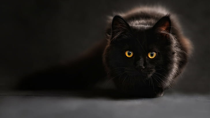 nero, gatto, 4k, Sfondo HD