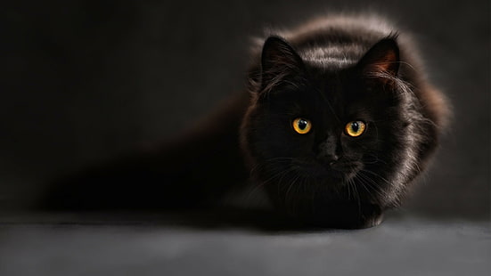 black, cat, 4k, HD wallpaper HD wallpaper