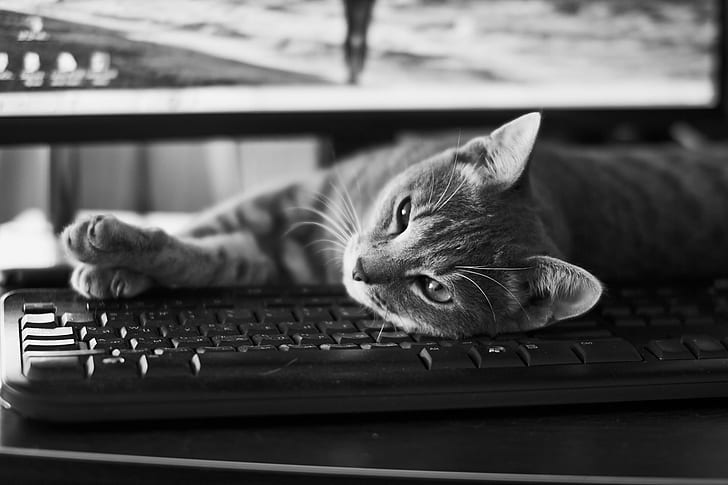 котка, лежаща върху компютърна клавиатура, сива скала, клавиатура, котка, котка, сива скала, снимка, сигма, черно-бяла, животно, домашна котка, домашни любимци, компютър, HD тапет