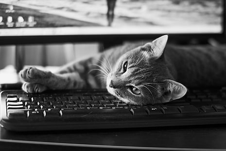 cat laying on computer keyboard grayscale photo, keyboard cat, cat  cat, grayscale, photo, sigma, blackandwhite, animal, domestic Cat, pets, computer Keyboard, computer, HD wallpaper HD wallpaper