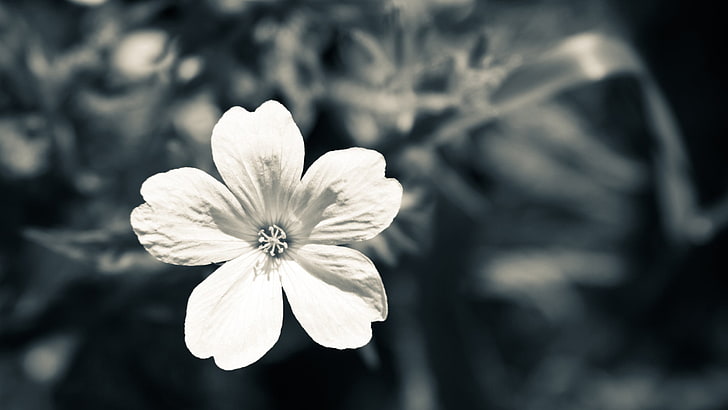 photographie en niveaux de gris de fleurs, fleurs, nature, macro, monochrome, Fond d'écran HD