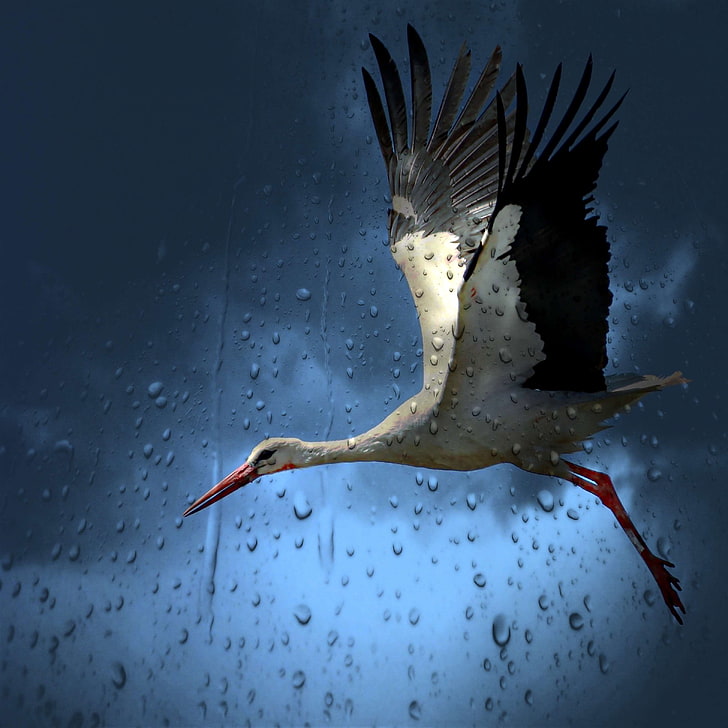 animal photography, avian, bird, fly, glass window, moist, overcast, raindrops, raining, stork, water, wet, white stork, wildlife, HD wallpaper
