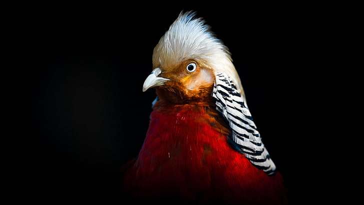animales, faisán dorado, pájaros, plumas, Sagar Thapa, Fondo de pantalla HD