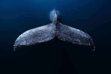 mare, oceano, blu, balena, coda di balena, basso del Messico, Sfondo HD HD wallpaper