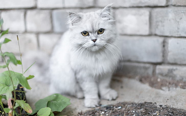 Коте коте HD, бяла персийска котка, животни, котка, коте, HD тапет