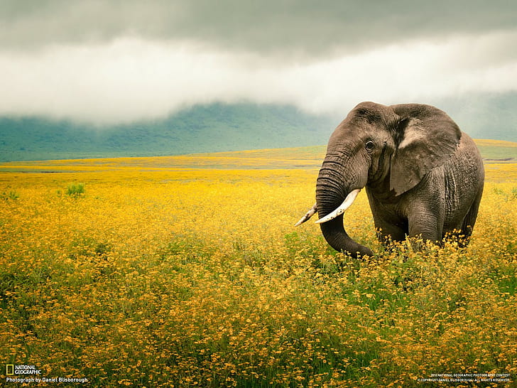 National Geographic, elephant, animals, HD wallpaper