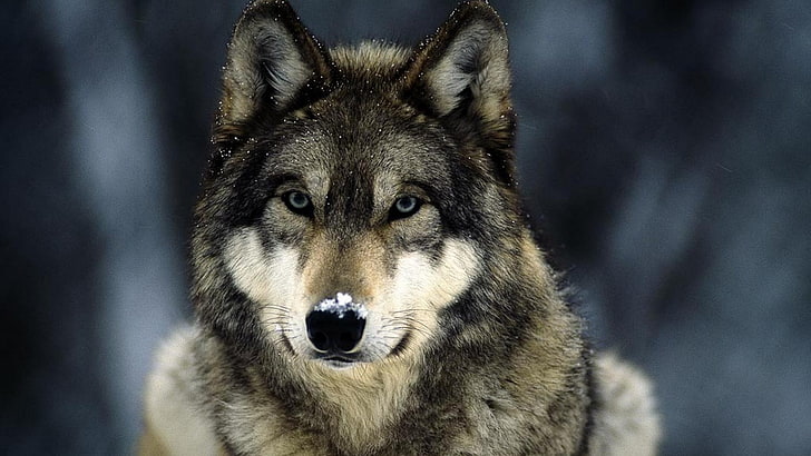 회색과 검은 늑대, 늑대, 동물, HD 배경 화면