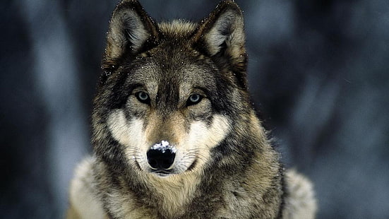 grauer und schwarzer Wolf, Wolf, Tiere, HD-Hintergrundbild HD wallpaper