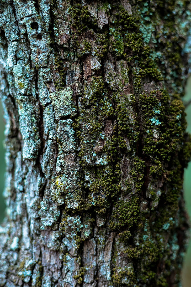 bark, tree, moss, Nature, HD wallpaper