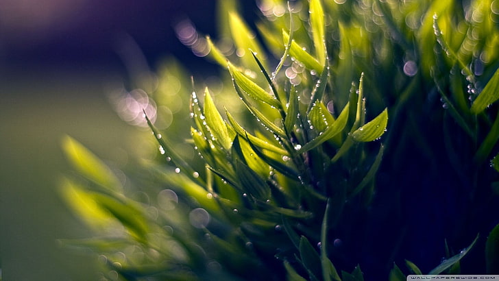 grüne Blattpflanze, Pflanzen, HD-Hintergrundbild
