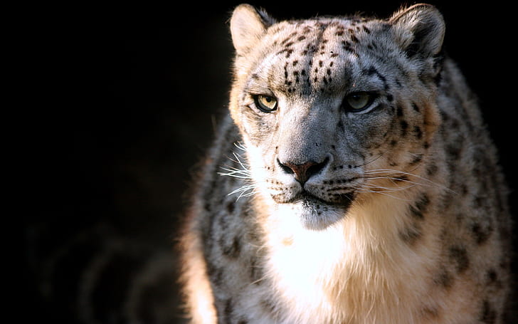 macan tutul salju, wajah, kucing besar, predator, Wallpaper HD