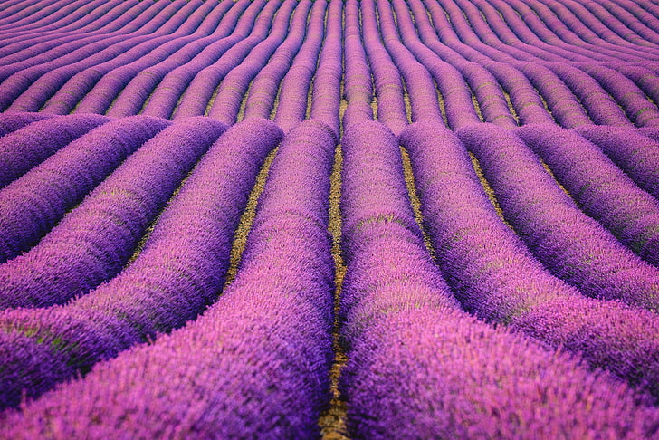 Bidang Lavender, Pertanian, Ungu, Wallpaper HD