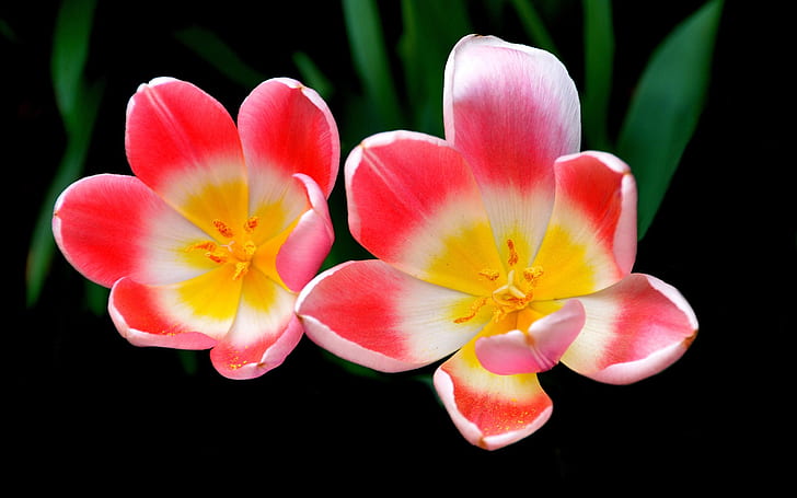 Makrofotografering för tulpanblad, rosa blommor, tulpan, kronblad, makro, fotografi, rosa, blommor, HD tapet