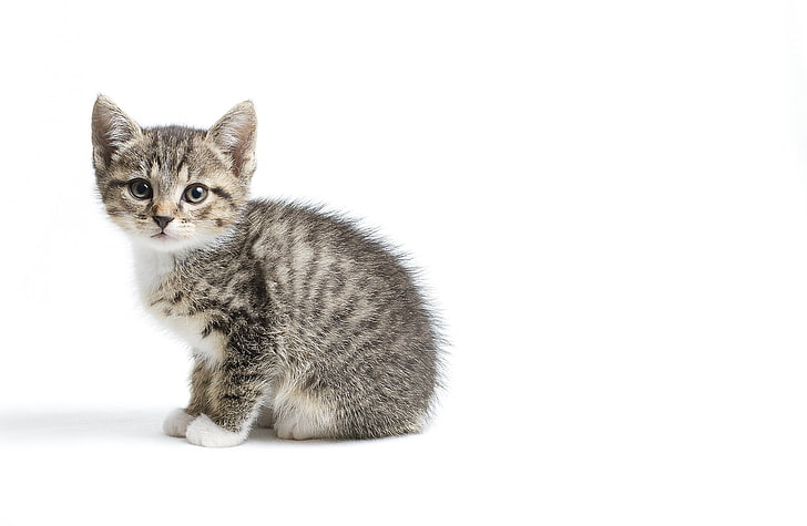 silver tabby kitten, kitty, grey, baby, white background, HD wallpaper