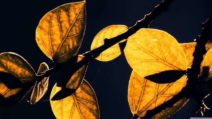 feuille d'érable brune, feuilles, nature, lumière du soleil, plantes, Fond d'écran HD
