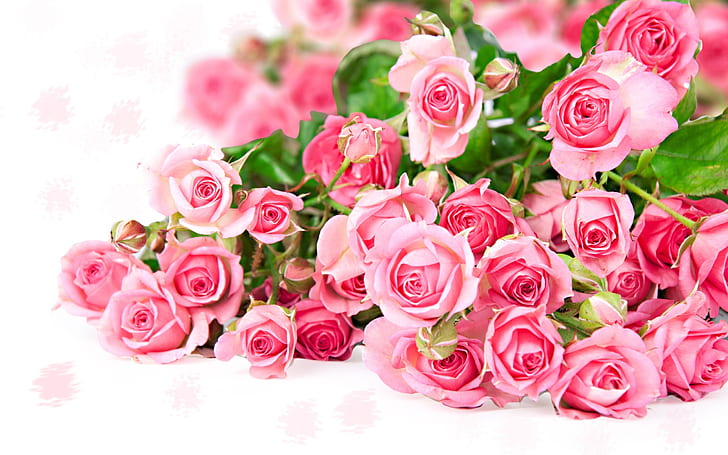 Buquê de flores rosa rosa, cor romântica, rosas cor de rosa, rosa, rosa, flor, buquê, romântico, cor, HD papel de parede
