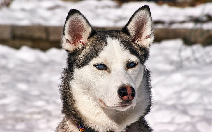 husky, fundos de cães, focinho, neve, baixar 3840x2400 husky, HD papel de parede