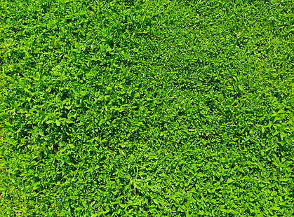 Green Grass 01, zielone pole trawy, Aero, Fresh, andrei, fekete, green, grass, nature, Tapety HD HD wallpaper