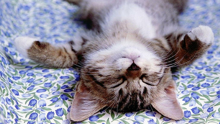 น่ารักแมวคิตตี้นอนหลับลูกแมวหีแมว, วอลล์เปเปอร์ HD