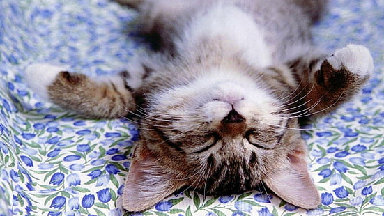 cute, cat, kitty, sleep, kitten, pussy, puss, HD wallpaper HD wallpaper