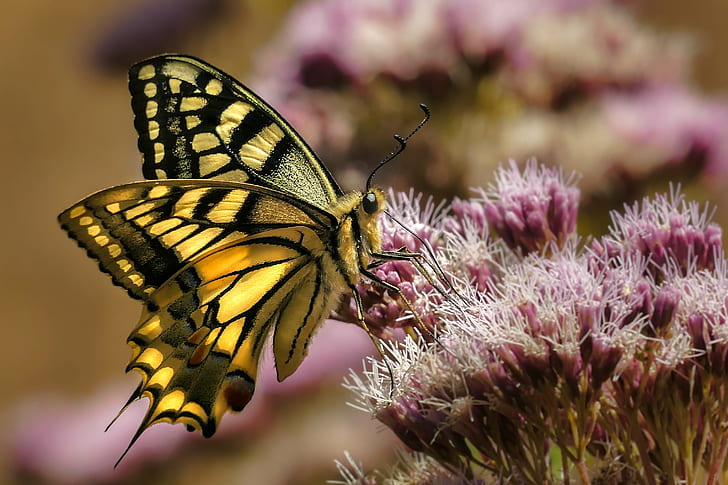 ผีเสื้อหางแฉก Eastern Tiger บนดอกไม้สีม่วง Eastern Tiger Swallowtail ผีเสื้อ Swallowtail ดอกไม้สีม่วง Mariposas ผีเสื้อ Panasonic Lumix FZ มาโครธรรมชาติสัตว์แมลงผีเสื้อ - แมลงดอกไม้สัตว์ความงามในธรรมชาติสัตว์ปีก , โคลสอัพ, ฤดูร้อน, หลากสี, วอลล์เปเปอร์ HD