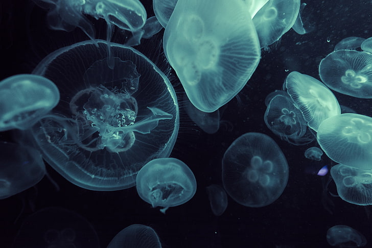 medusa, HD papel de parede