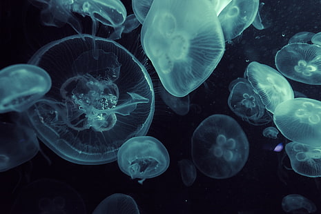 медузи, HD тапет HD wallpaper
