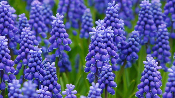fiori, radura, primavera, blu, molto, Muscari, topo giacinto, Sfondo HD