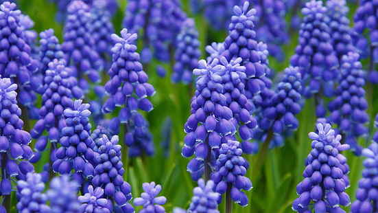 fleurs, clairière, printemps, bleu, beaucoup, muscari, souris jacinthe, Fond d'écran HD HD wallpaper