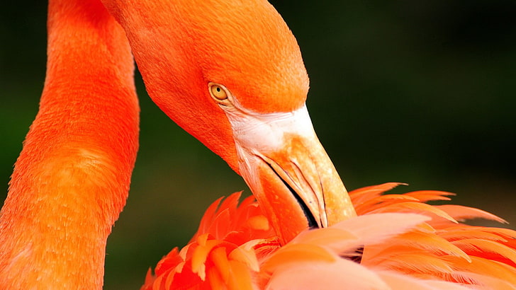 flamingos, birds, animals, HD wallpaper