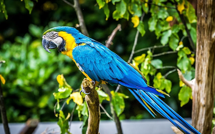 blue macaw bird, parrot, birds, animals, macaws, HD wallpaper