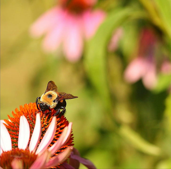selective focus photography of brown Bumblebee on red and pink petaled flower, One day, last summer, selective focus, photography, brown, Bumblebee, red, pink, flower, Lida, bee, echinacea, coneflower, bokeh, warm, sunny, Top, f25, BRAVO, Nature, insect, animal, close-up, pollination, macro, pollen, plant, petal, HD wallpaper