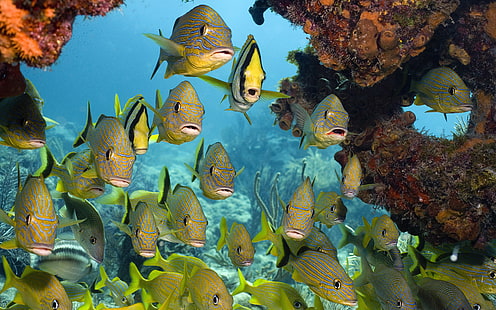 Sea Fish And Coral Reefs Dekstop Wallpaper Hdfor Pc Laptop, HD wallpaper HD wallpaper