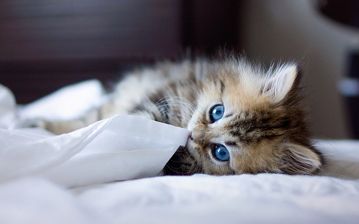 кот, животные, голубые глаза, Бен Тороде, размыто, HD обои