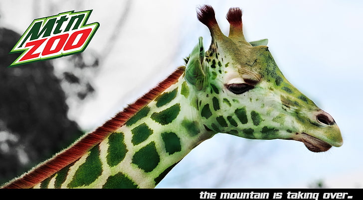 Mountain Zoo, giraffe Mountain Zoo Advertisement, Funny, Giraffe, Animal, drinks, mountain, dew, mountain dew, HD wallpaper