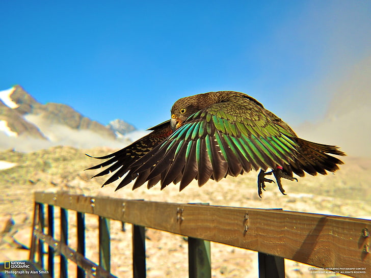 arredamento uccello marrone e nero, kea, National Geographic, uccelli, profondità di campo, piume, pappagallo, Sfondo HD