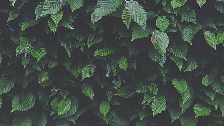 grünblättrige Pflanze, Blätter, Natur, HD-Hintergrundbild