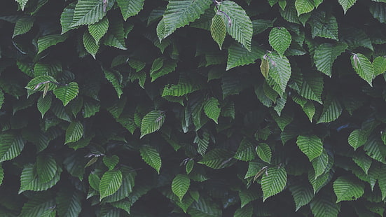 grünblättrige Pflanze, Blätter, Natur, HD-Hintergrundbild HD wallpaper