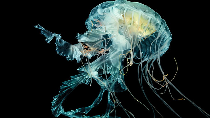 Apple Watch Wallpaper Jellyfish, 4k, วอลล์เปเปอร์ HD, แมงกะพรุนแผงคอสิงโตใต้น้ำ, วอลล์เปเปอร์ HD