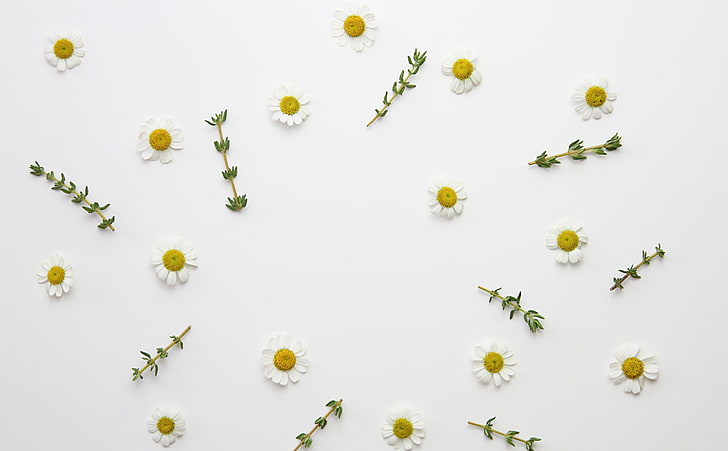 Daisy Flowers and Thyme Herb, Aero, White, Flowers, Design, Plant, Daisies, Daisy, floral, Arrangement, herb, aromatic, Thyme, medicinali, Sfondo HD