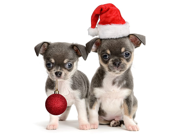 休日、クリスマス、チワワ、クリスマスの飾り、かわいい、子犬、サンタ帽子、 HDデスクトップの壁紙