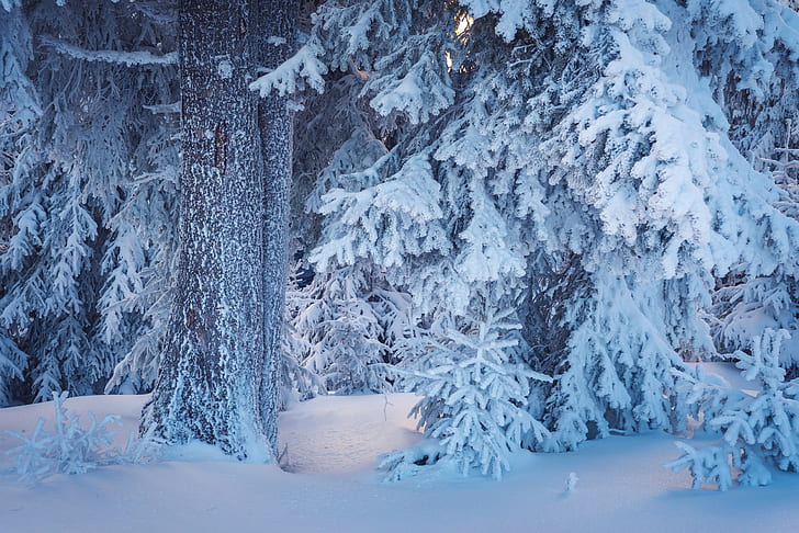 الأشجار ، الشتاء ، الطبيعة ، الثلج، خلفية HD