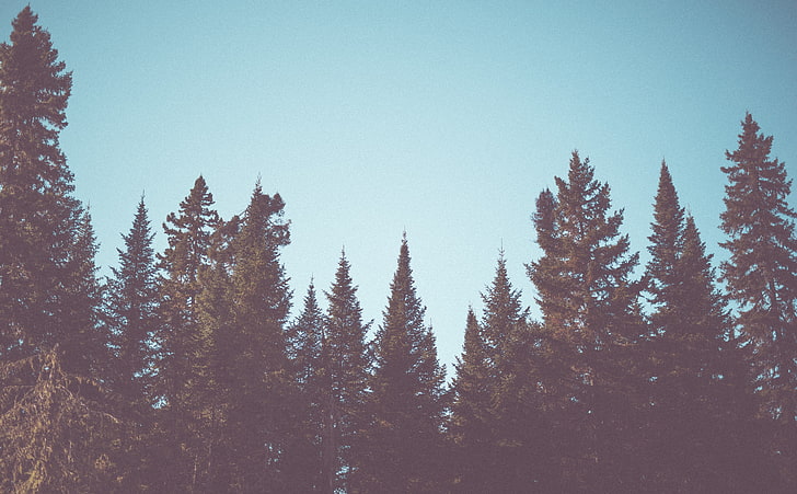 Vintage Fir Trees Forest, green-leafed trees, Vintage, Nature, Wild, Trees, Forest, Woods, Canada, Quebec, Moment, bluesky, HD tapet