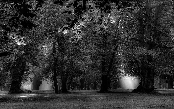 grayscale photo of trees, landscape, nature, mist, morning, trees, park, leaves, monochrome, sunlight, grass, calm, HD wallpaper