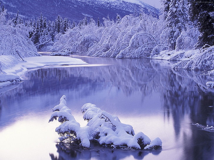 водно тяло между покрити със сняг дървета, лед, отражение, дървета, пейзаж, зима, сняг, HD тапет
