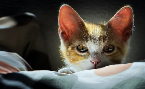 короткошерстный коричнево-белый котенок, животные, кот, HD обои HD wallpaper