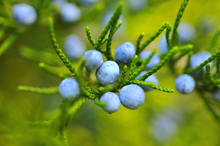 berries, blueberries, blur, branch, close up, fruit, leaves, macro, nature, round, tree, HD wallpaper