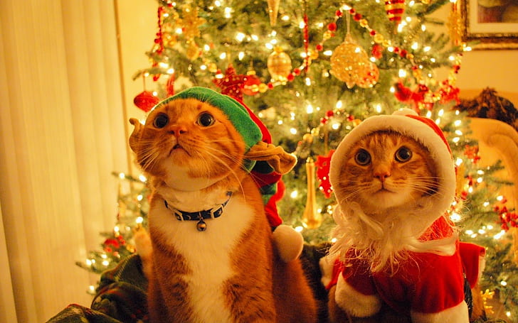 عطلة ، عيد الميلاد ، القط ، زينة عيد الميلاد ، شجرة عيد الميلاد ، لطيف ، فكاهة ، قبعة سانتا، خلفية HD