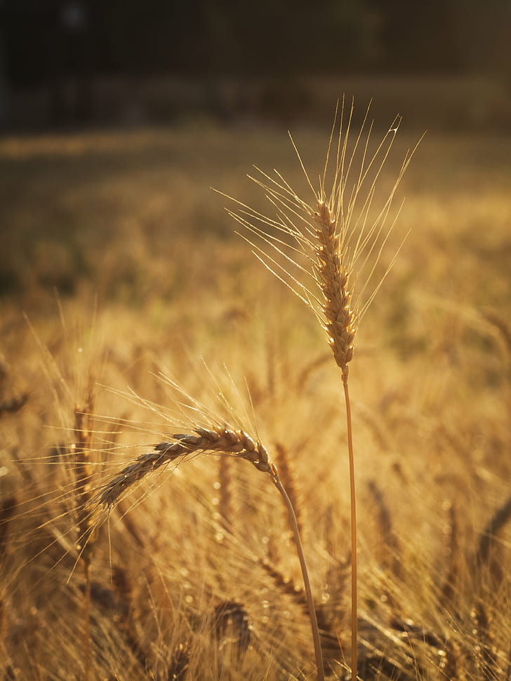 depth of field photography of wheat field, wheat, Wheat field, depth of field, photography, wheat, agriculture, nature, cereal Plant, rural Scene, field, summer, crop, seed, farm, growth, gold Colored, yellow, plant, ripe, food, barley, close-up, rye - Grain, stem, outdoors, straw, HD wallpaper
