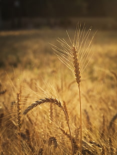 depth of field photography of wheat field, wheat, Wheat field, depth of field, photography, wheat, agriculture, nature, cereal Plant, rural Scene, field, summer, crop, seed, farm, growth, gold Colored, yellow, plant, ripe, food, barley, close-up, rye - Grain, stem, outdoors, straw, HD wallpaper HD wallpaper